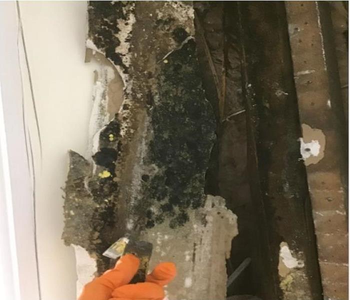 mold filled dry wall 