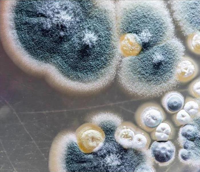 Zoomed In Mold Picture
